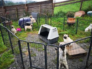 Räumung Hundehaltung im Vorderland.