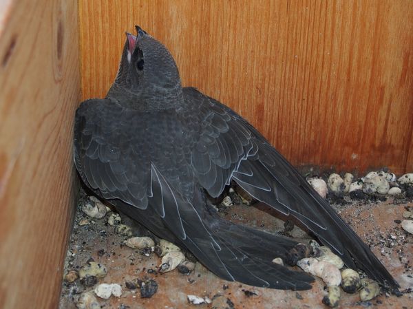 Bruterfolg in den Alpensegler-Nistkästen auf dem Spital Herisau. 