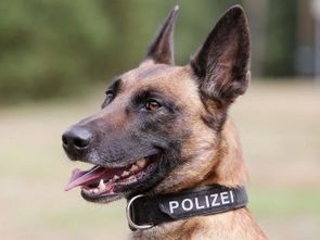 Diensthund der Kantonspolizei.