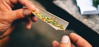 Zur externen Seite Sucht-Schweiz Beitrag "Cannabis"
