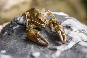 Steinkrebs aus der Flusskrebsstation Mehlersweid (Foto: Carmen Wüest)