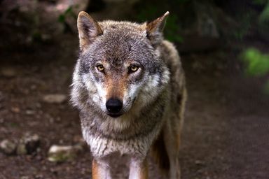 Symbolbild Wolf