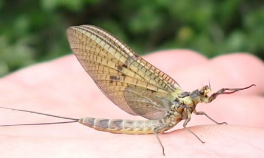 Eintagsfliege (Bild: AquaPlus AG)