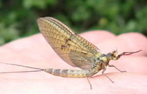 Eintagsfliege (Bild: AquaPlus AG)
