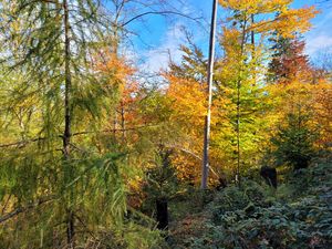 Schluchwald mit artenreichem Jungwald