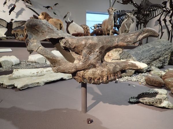Nashornschädel, ausgestellt im Naturmuseum St.Gallen