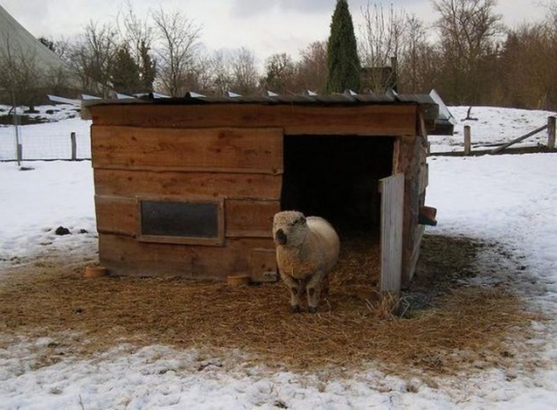 Schaf mit Unterstand im Winter