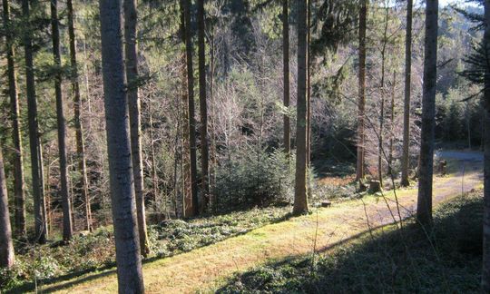 Dauerwald: Steineggwald Teufen
