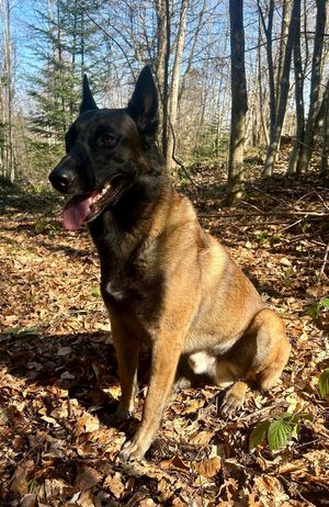 Diensthund Odin der Kapo AR