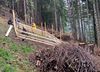 Das nach dem Holzschlag liegen gebliebene Astmaterial wird zu Haufen aufgeschichtet, die Pflanzungen erfolgen in Holzgattern (Foto: Bergwaldprojekt).