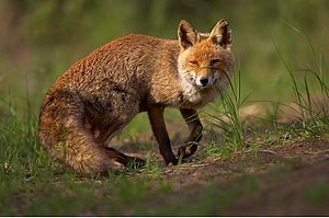Foto Fuchs
